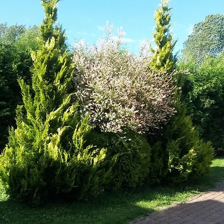 Diament * Rogowo (Gryfice)