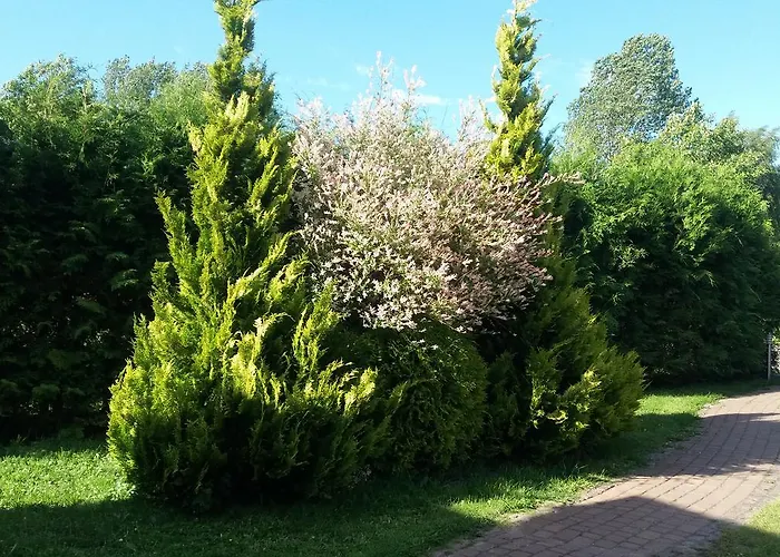 Diament * Rogowo (Gryfice)